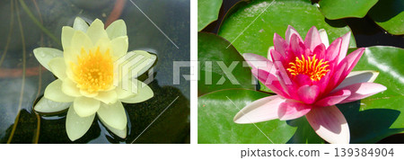 Yellow lotus flower in the pond close-up Yellow lotus flower in the pond close-up 139384904