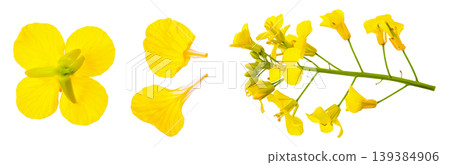 Rapeseed flowers isolated on white background, Top view. Flat lay Rapeseed flowers isolated on white background, Top view. Flat lay 139384906