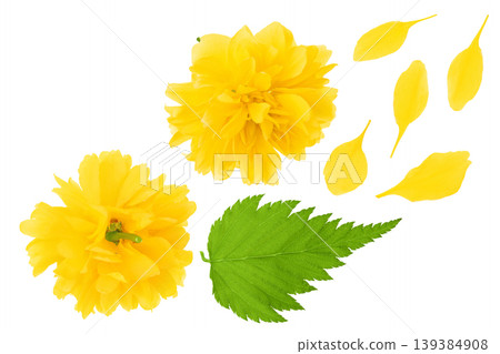 Yellow flower of kerria japonica isolated on white background. Top view. Flat lay Yellow flower of kerria japonica isolated on white background. Top view. Flat lay 139384908