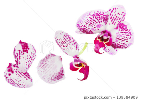 petal of pink phalaenopsis orchid flower isolated on white background petal of pink phalaenopsis orchid flower isolated on white background 139384909