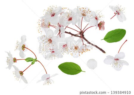 cherry flowers isolated on white background. Top view. Flat lay cherry flowers isolated on white background. Top view. Flat lay 139384910