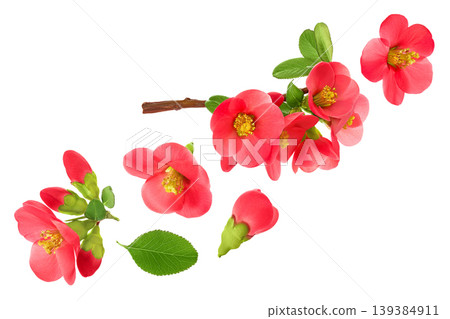 Chaenomeles speciosa or japanese quince flower isolated on white background Chaenomeles speciosa or japanese quince flower isolated on white background 139384911