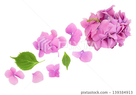 Pink Hydrangea flower isolated on white background. Top view. Flat lay Pink Hydrangea flower isolated on white background. Top view. Flat lay 139384913