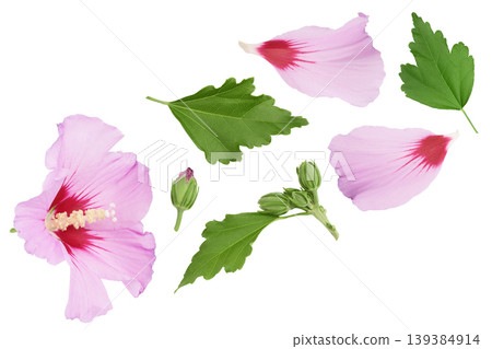Pink hibiscus flower isolated on white background. Top view. Flat lay. Pink hibiscus flower isolated on white background. Top view. Flat lay. 139384914