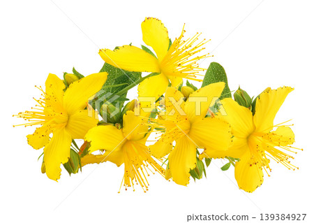 saint john's wort or Hypericum flowers isolated on white background saint john's wort or Hypericum flowers isolated on white background 139384927