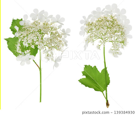 Viburnum flower isolated on a white background Viburnum flower isolated on a white background 139384930