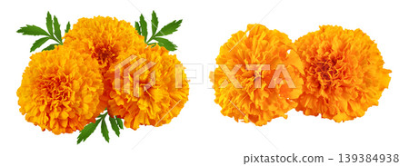 fresh marigold or tagetes erecta flower isolated on white background with full depth of field. fresh marigold or tagetes erecta flower isolated on white background with full depth of field. 139384938
