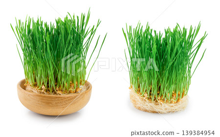 Wheat sprouts isolated on white background close up Wheat sprouts isolated on white background close up 139384954