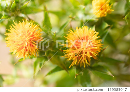 花瓶裡的紅花圖片 139385047