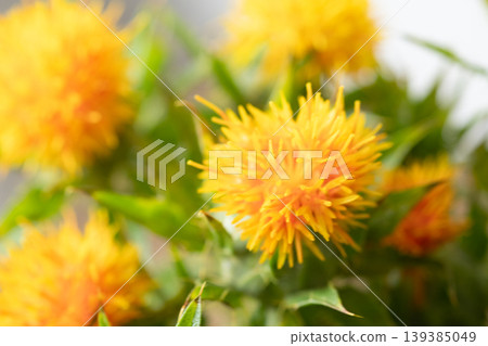 The image of safflowers in a vase The image of safflowers in a vase 139385049