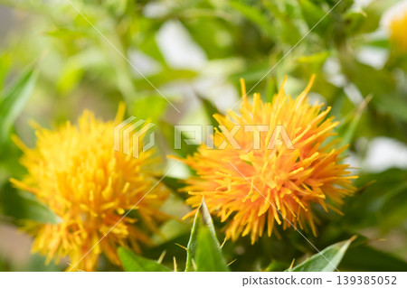 The image of safflowers in a vase The image of safflowers in a vase 139385052