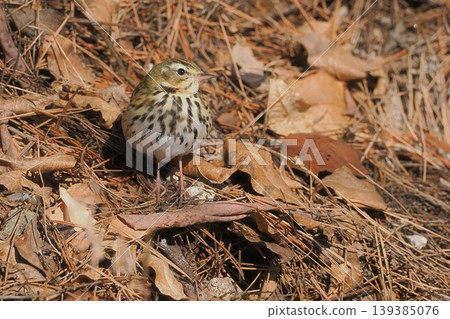 Tree Pipit encountered in its wintering grounds Tree Pipit encountered in its wintering grounds 139385076