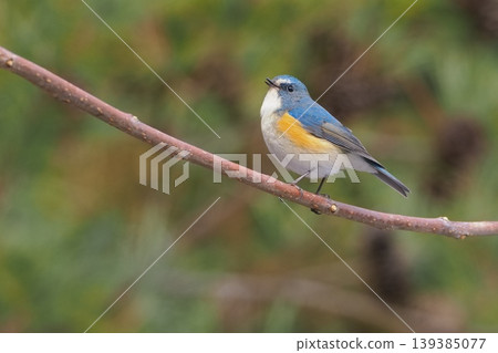 The male of the red-flanked bluetail that I met in the wintering ground 139385077