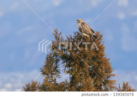 A buzzard I encountered at the foot of a mountain in winter. 139385078