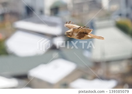 A buzzard flying near the city. 139385079