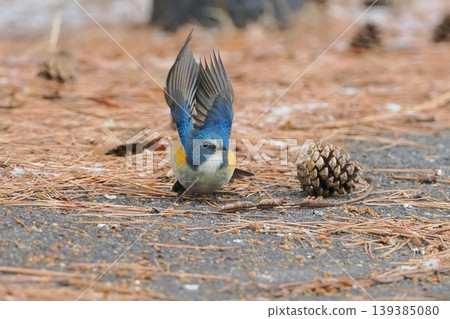 The male of the red-flanked bluetail that I met in the wintering ground 139385080