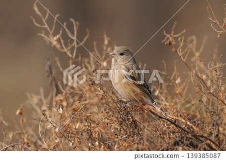 A female Common Rosefinch I encountered in a field in early spring. A female Common Rosefinch I encountered in a field in early spring. 139385087
