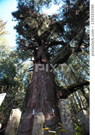 Himuro Shrine, Sacred Tree, Giant Cedar, 2 139385096