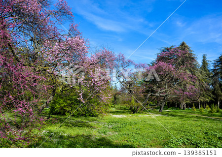 Vibrant pink flowering trees stand prominently in a lush green park, surrounded by a carpet of green grass and scattered wildflowers, all under a bright blue sky with a few wispy clouds Vibrant pink flowering trees stand prominently in a lush green park, surrounded by a carpet of green grass and scattered wildflowers, all under a bright blue sky with a few wispy clouds 139385151
