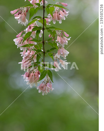 Flowers on the drooping branches of Weigela florida Flowers on the drooping branches of Weigela florida 139385256