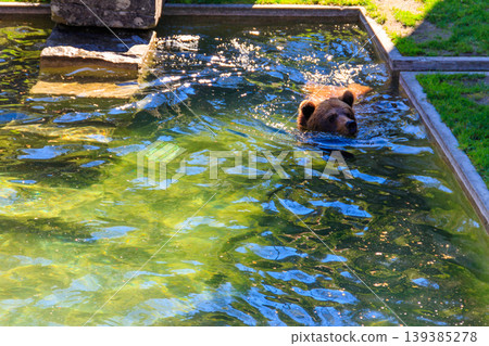 Bear in Bear Pit in Bern, Switzerland. Bear is a symbol of Bern city Bear in Bear Pit in Bern, Switzerland. Bear is a symbol of Bern city 139385278
