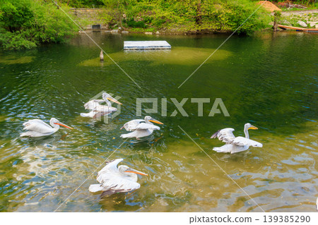 Flock of Dalmatian pelicans (Pelecanus crispus) swimming in the lake Flock of Dalmatian pelicans (Pelecanus crispus) swimming in the lake 139385290