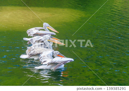 Flock of Dalmatian pelicans (Pelecanus crispus) swimming in the lake Flock of Dalmatian pelicans (Pelecanus crispus) swimming in the lake 139385291