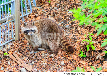 Raccoon (Procyon lotor), also known as the common raccoon, North American raccoon, northern raccoon, or coon, is a medium-sized mammal native to North America 139385292