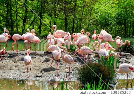 Flock of lesser flamingos (Phoenicoparrus minor) in a lake Flock of lesser flamingos (Phoenicoparrus minor) in a lake 139385293