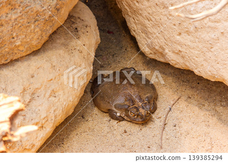 Colorado River toad (Incilius alvarius), also known as the Sonoran Desert toad Colorado River toad (Incilius alvarius), also known as the Sonoran Desert toad 139385294