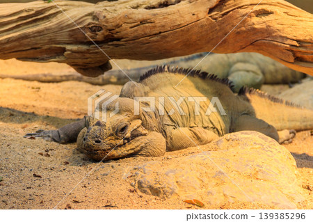 Rhinoceros iguana (Cyclura cornuta) is an endangered species of iguana Rhinoceros iguana (Cyclura cornuta) is an endangered species of iguana 139385296