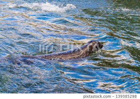Beautiful seal swimming in water Beautiful seal swimming in water 139385298