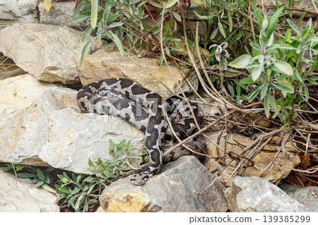 Ottoman viper, rock viper, coastal viper (Montivipera xanthina) Ottoman viper, rock viper, coastal viper (Montivipera xanthina) 139385299