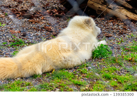 White arctic fox resting in the grass at the zoo 139385300