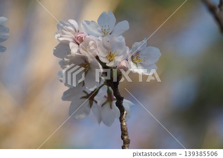 櫻花 櫻花 139385506