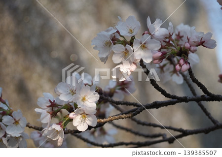 櫻花 櫻花 139385507