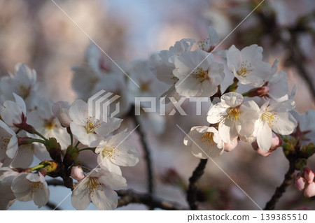 櫻花 櫻花 139385510