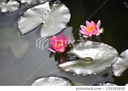 浮在水面上的睡蓮花 浮在水面上的睡蓮花 139385698