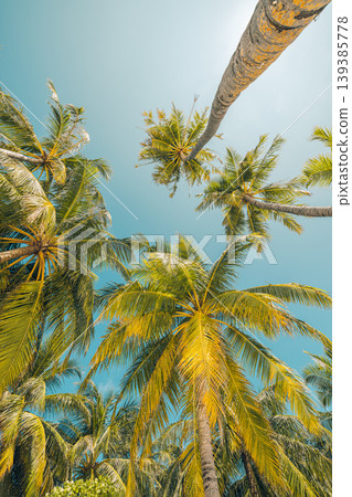 Low angle perspective of lush green palm trees against a soft pastel blue sky with beautiful vintage lens bokeh Low angle perspective of lush green palm trees against a soft pastel blue sky with beautiful vintage lens bokeh 139385778