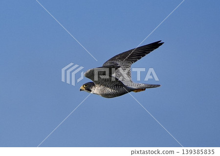 A peregrine falcon soaring against a blue sky. 139385835