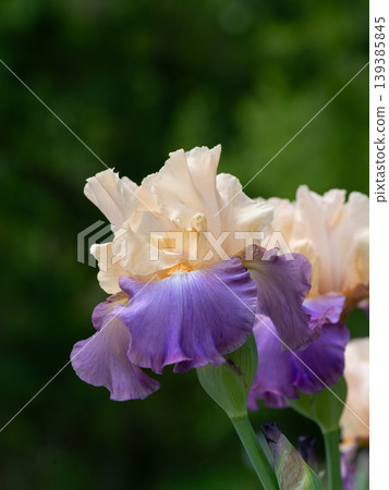Elegant two-tone German irises 139385845