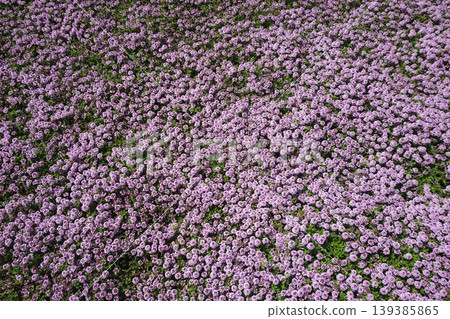 "Creeping time" in full bloom covering one side "Creeping time" in full bloom covering one side 139385865