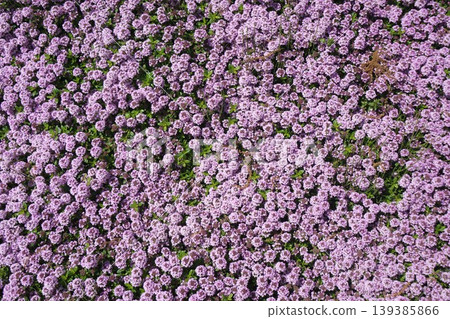 "Creeping time" in full bloom covering one side "Creeping time" in full bloom covering one side 139385866