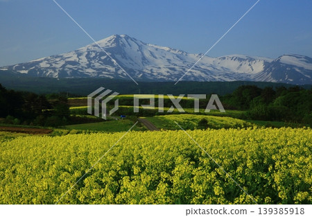 從油菜花田中眺望鳥海山 從油菜花田中眺望鳥海山 139385918