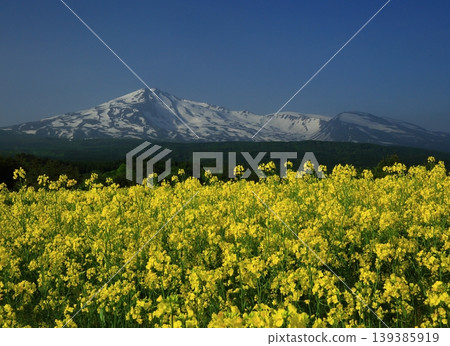 從油菜花田中眺望鳥海山 從油菜花田中眺望鳥海山 139385919