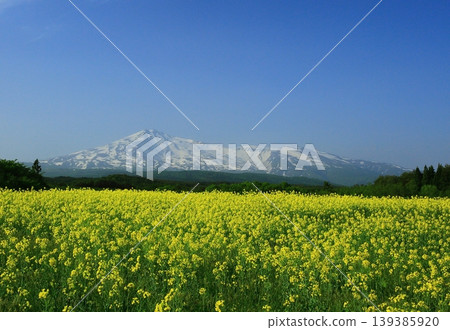 從油菜花田中眺望鳥海山 從油菜花田中眺望鳥海山 139385920