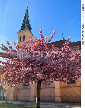 Pink cherry blossom tree in front of old church Pink cherry blossom tree in front of old church 139386001