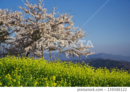 長野市中城宮山鄉阿爾卑斯山展望廣場夢之驛:美麗的油菜花和櫻花盛開的景象。 長野市中城宮山鄉阿爾卑斯山展望廣場夢之驛:美麗的油菜花和櫻花盛開的景象。 139386122