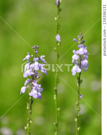 The flowers of the "pine-leaved toadflax" swaying in the wind. The flowers of the "pine-leaved toadflax" swaying in the wind. 139386131