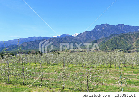 Azumino spring apple blossom bloom time Azumino spring apple blossom bloom time 139386161